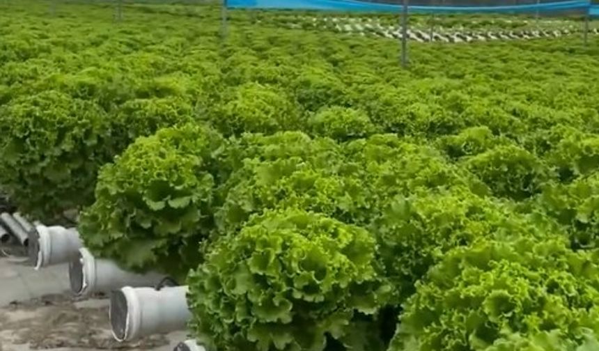 Mersinli Çiftçi, Marula 2 TL Verilince İsyan Etti