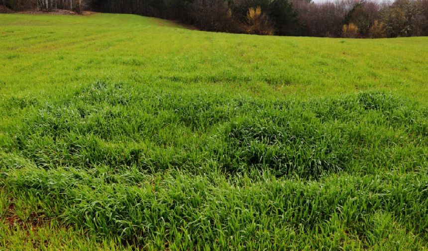 Mersin'de Portakal Bahçesi Satılacak: Bu Rakamı Getiren Mahkemeden Tapuyu Alacak