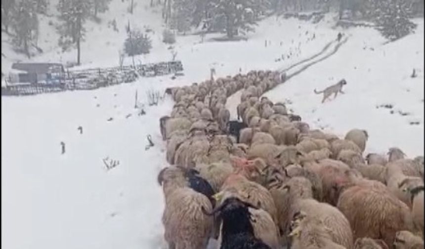Ordu’da yoğun kar, çobanlara ve sürüye zor anlar yaşattı