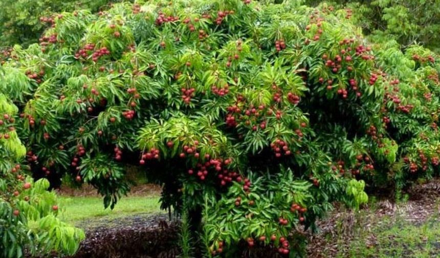 Türkiye'de sadece Mersin'de yetişiyor! Sağlığa faydaları saymakla bitmiyor