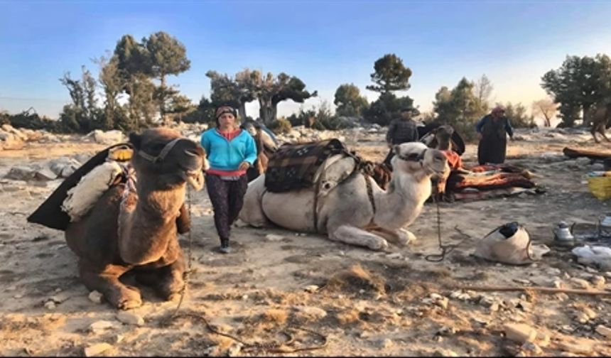 Sarıkeçili Yörükler Toroslar’dan Akdeniz’e Kış Yolculuğunda