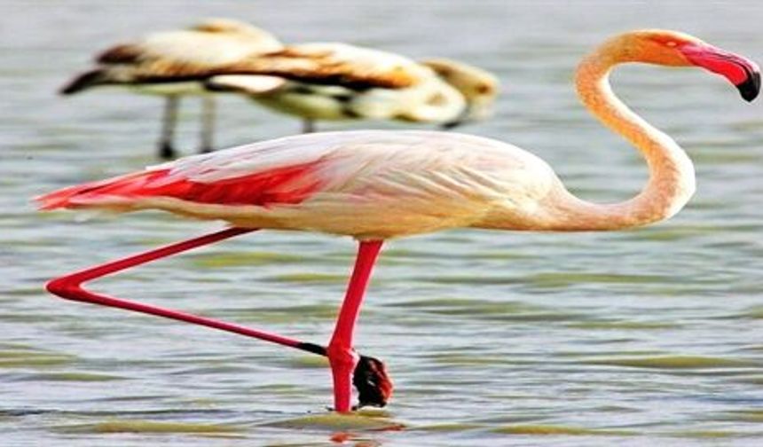 Göç Mevsimiyle Göksu Deltası’nda Kuşlar Görsel Şölen Sunuyor