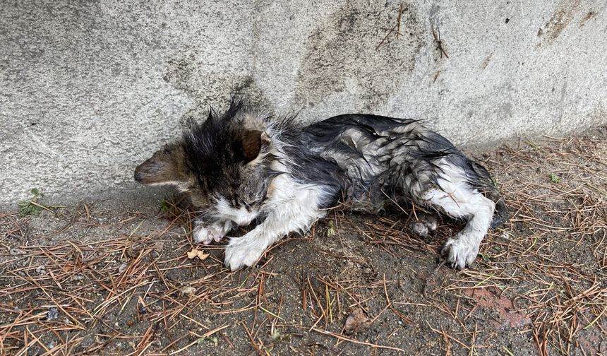 Mersin’de Soğuk ve Yağışlı Havada Sokak Hayvanları Unutulmadı