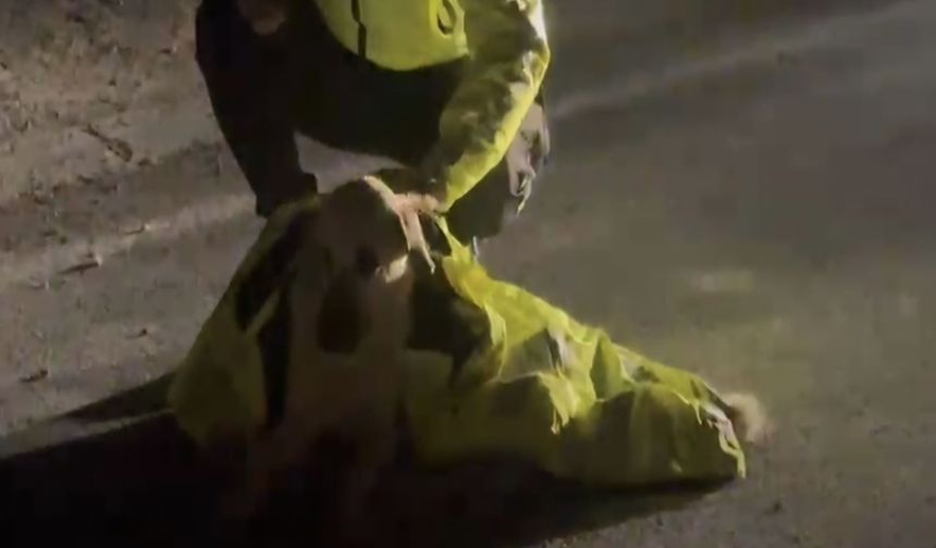 Yaralı Köpeğe Polis Şefkati Yürekleri Isıttı
