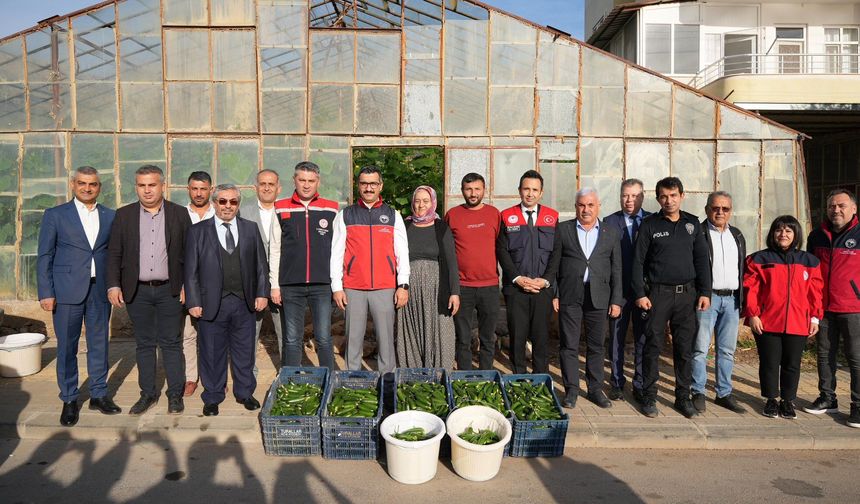 Aydıncık’ta Salatalık Sezonu İlk Hasatla Başladı