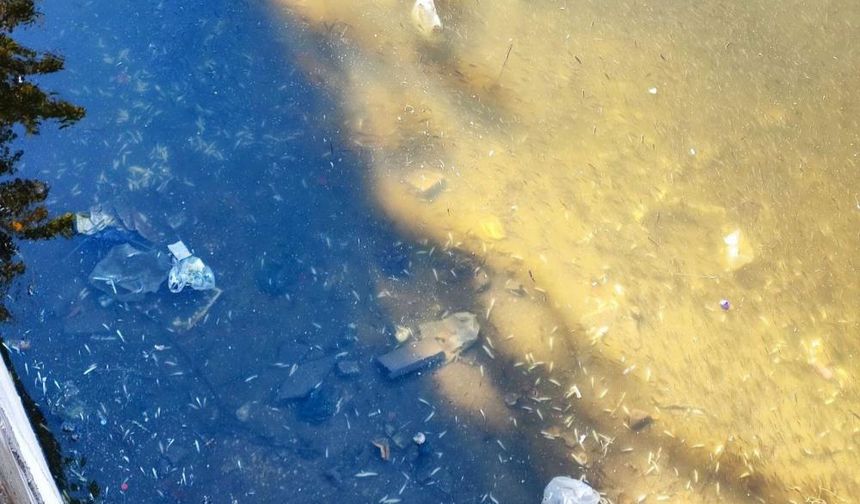 Kuraklık Seyhan Nehri’ni Vurdu: Balıklar Can Çekişti