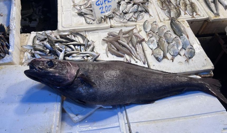 Mersin’de Balık Tezgahında Sürpriz Konuk: ‘Atlas Balığı’