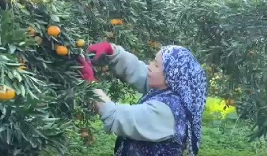 Mandalina Bahçede 15-20, Manavlarda 100 Lira