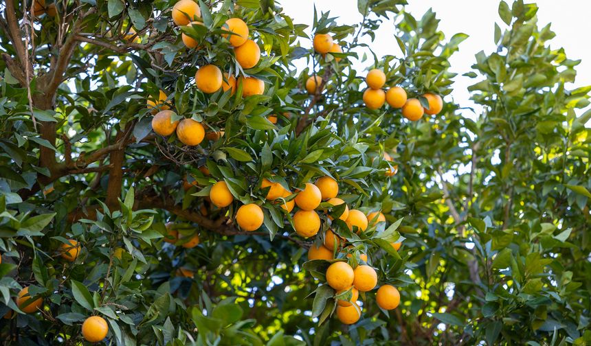 Mersin Kan Portakalı Coğrafi İşaret Aldı, Sırada Avrupa Tescili Var