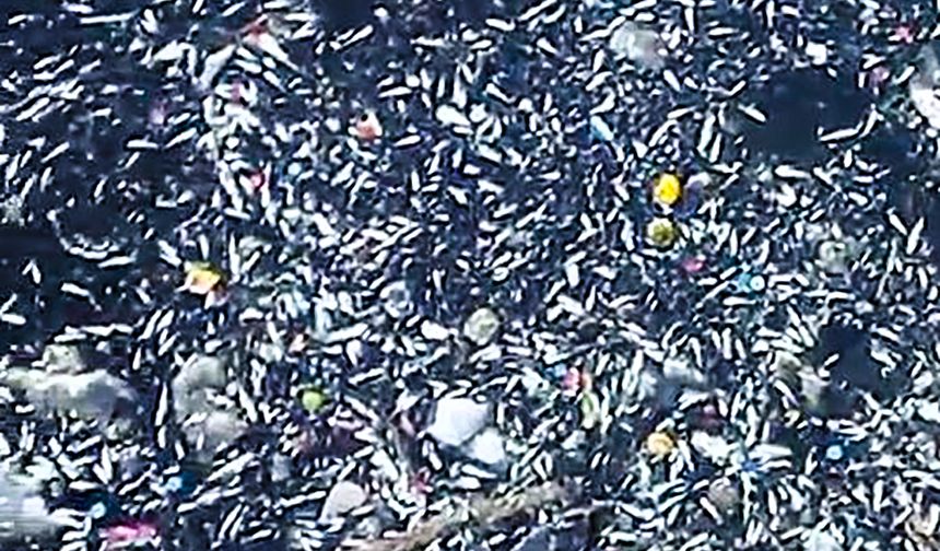 Seyhan Nehri'nde balık ölümleri