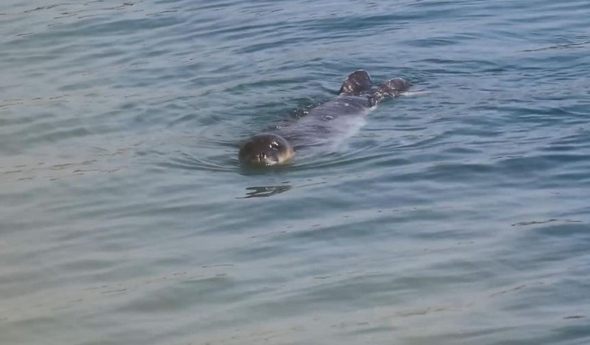 Bozyazı Kıyılarında Akdeniz Fokları Koruma Altında