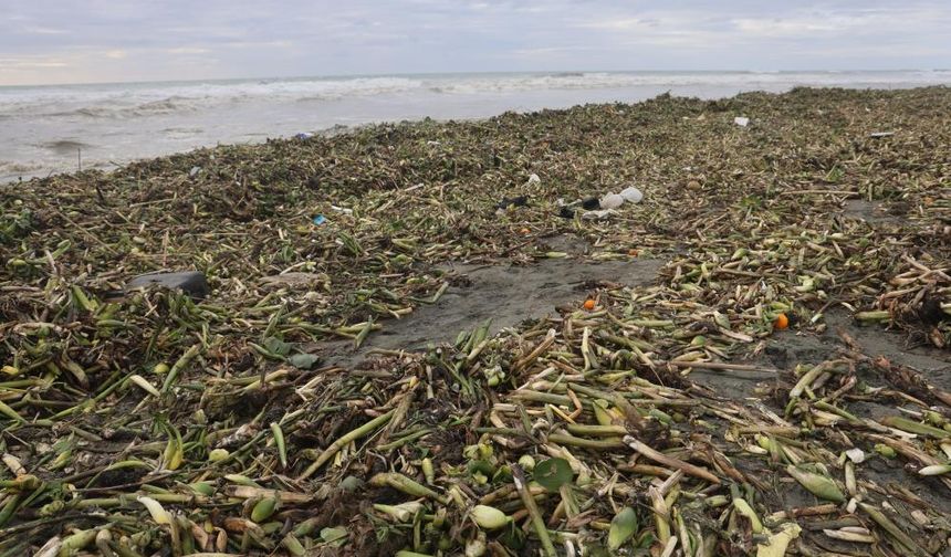 Şiddetli Yağış ve Fırtına Su Sümbüllerini Sahile Taşıdı