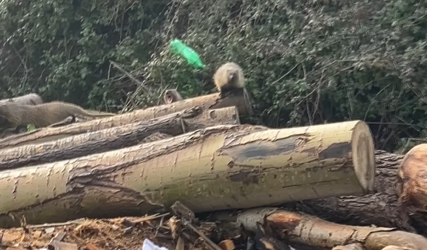 Mersin’in Yeşil Dokusunda Sürpriz Ziyaretçiler: Sansar Ailesi