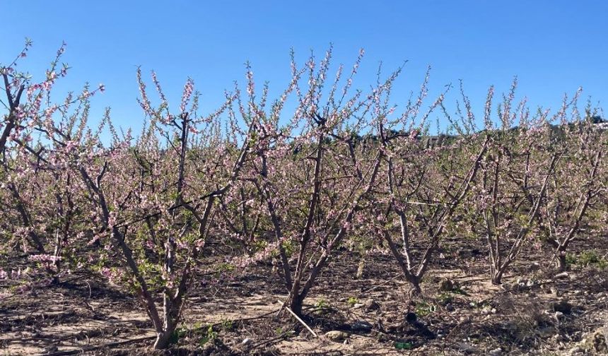 Mersin’in Tarsus ilçesinde şeftali ağaçları kış ayında çiçek açtı