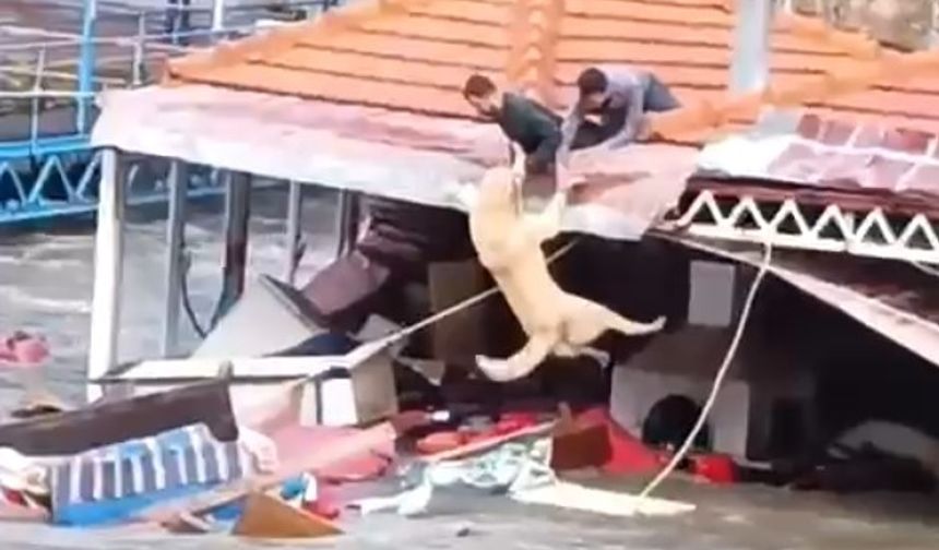 Sele Kapılmak Üzere Olan Köpek Son Anda Kurtarıldı
