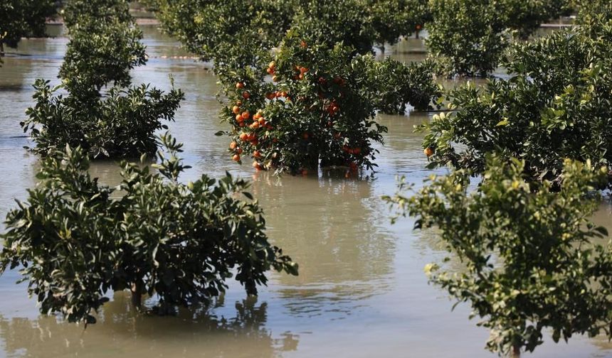 Adana'da tarım arazileri sular altında kaldı