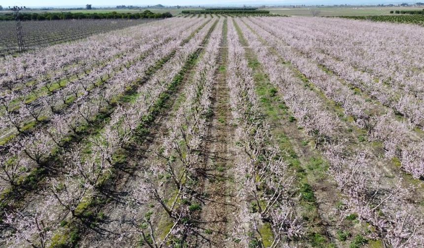 Adana'da şeftali ağaçları çiçek açtı