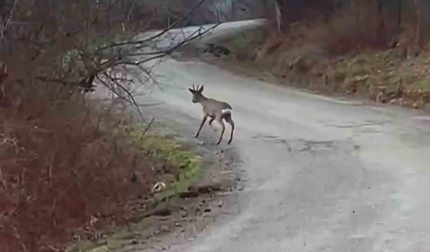 Yolunu şaşıran karaca yerleşim yerinde görüntülendi