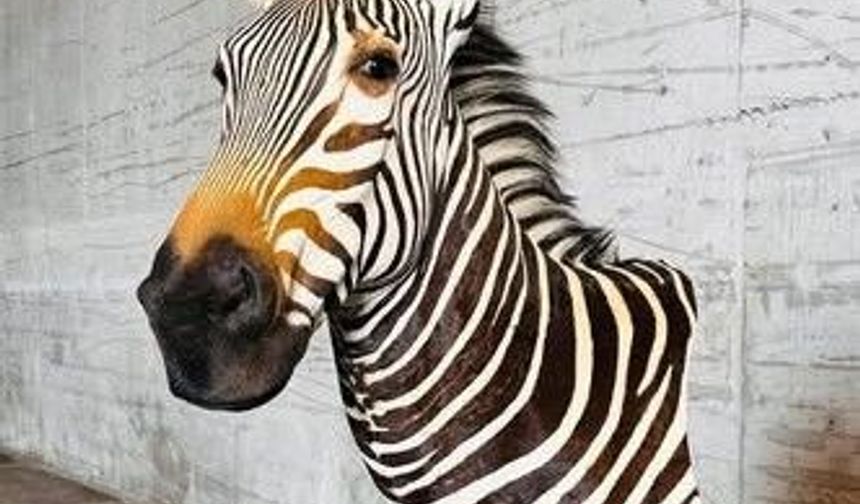 Trabzon Limanı’nda yaban hayvanı trofesi ele geçirildi