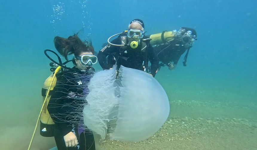 Poyraz denizanalarını kıyıya sürükledi