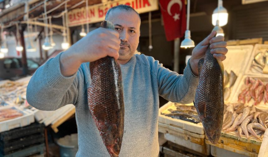 Akdeniz'de tropikal balık türleri görünmeye başladı