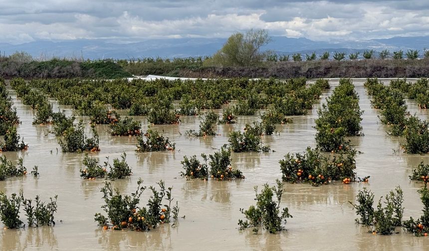 Tarsus'ta yağışlar tarım arazilerini vurdu