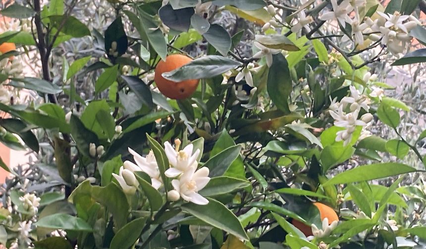 Mersin portakal çiçekleri açmaya başladı