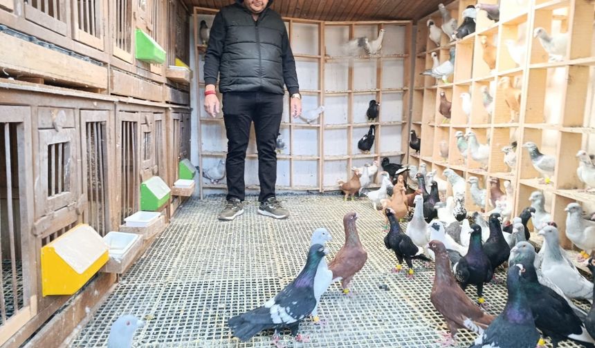 Memurluğu bıraktı otomobil fiyatına güvercin satıyor