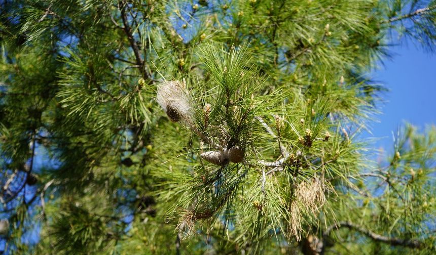 Ormanların düşmanı çam kese tırtılı uyarısı