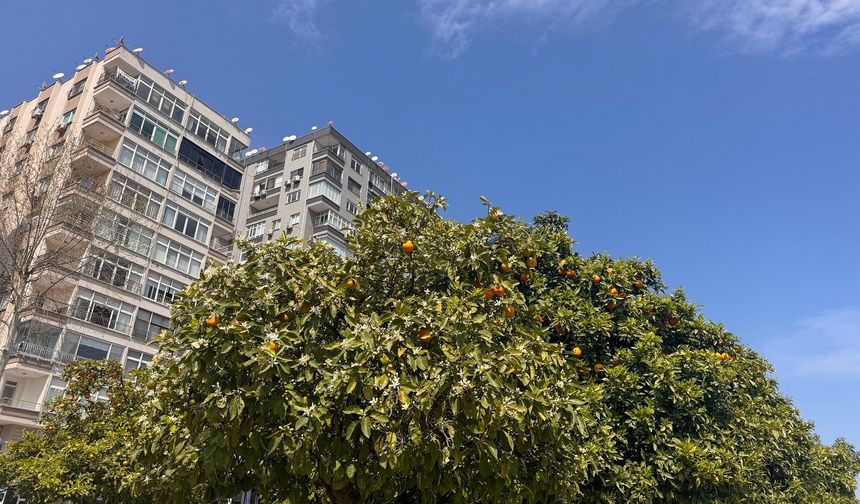 Portakal festival öncesi çiçek açtı