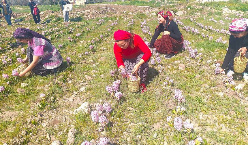 Viranşehir’de sümbül ve lale devri başlıyor