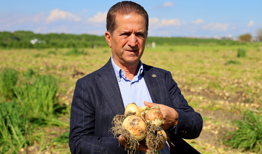Turfanda soğanda hasat başladı, fiyatı arz-talep belirleyecek