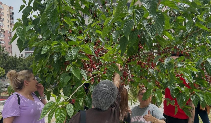 Mezitli Engelli Meclisinde Emekler Meyveye Durdu