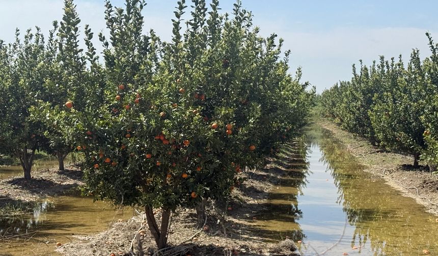 Mersin'de selin ardından bahçelerde sular yeni çekildi