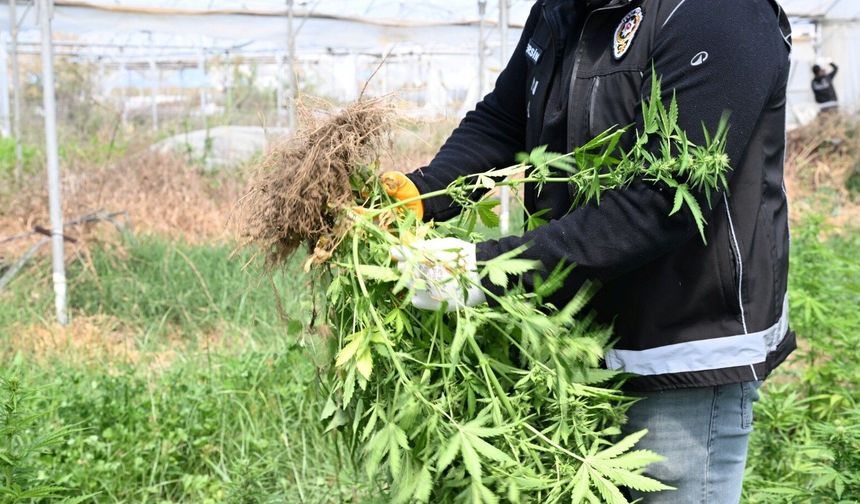 Mersin'de serada binlerce kök Hint keneviri ele geçirildi