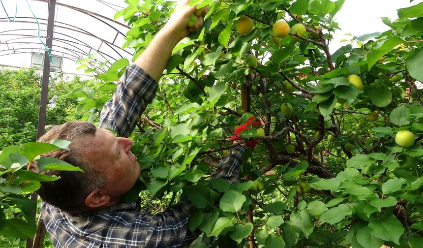 Mersin'de kayısı hasadı başladı