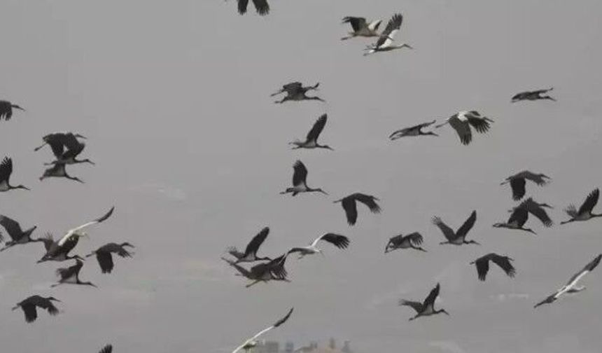 Göç yolundaki leylekler Hatay'da mola verdi