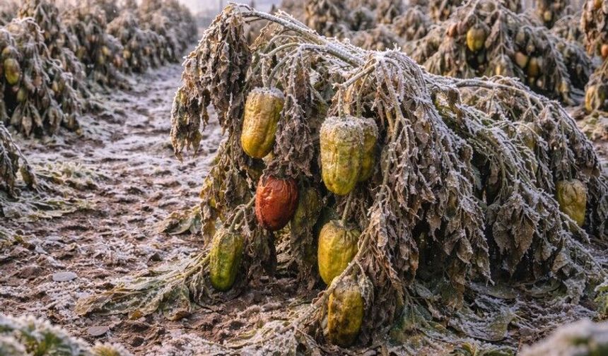 Mersin’de üreticilere zirai don uyarısı