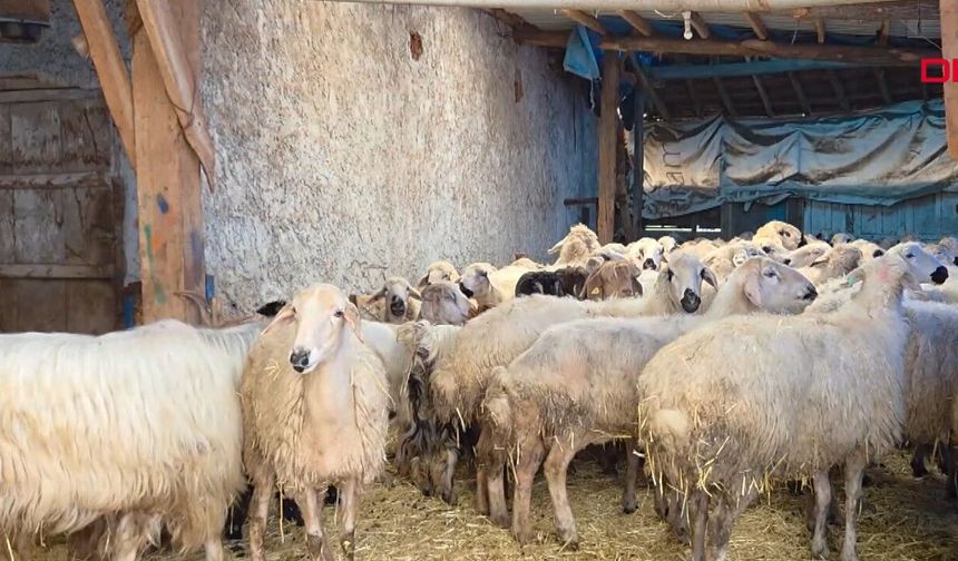 Devlet desteğiyle 20 koyunla başladığı hayvancılıkta sürüsü 400 başa ulaştı