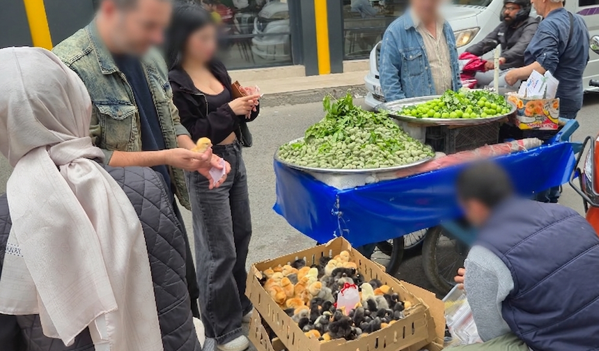 Kuvayi Milliye Caddesinde satışı yasak civciv tezgahları