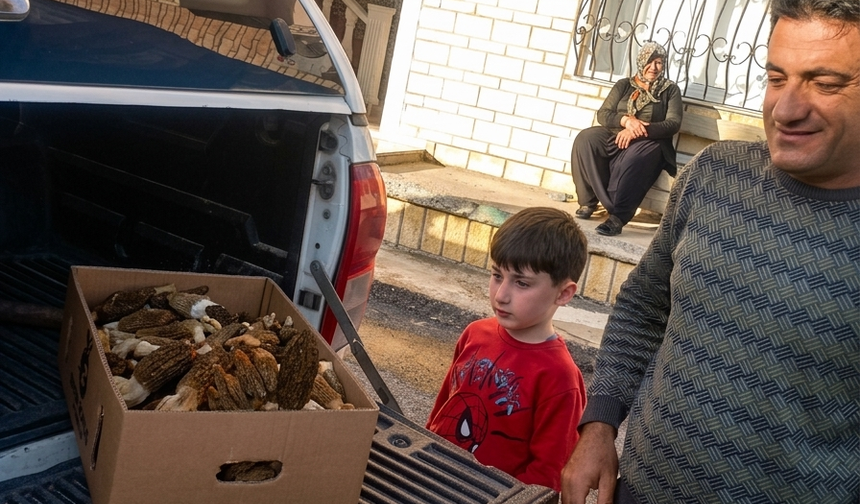 Mersin dağlarında kuzugöbeği bereketi