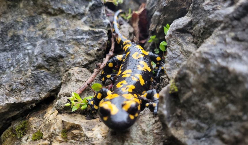 Nesli tehlike altındaki 'benekli semender' ortaya çıktı