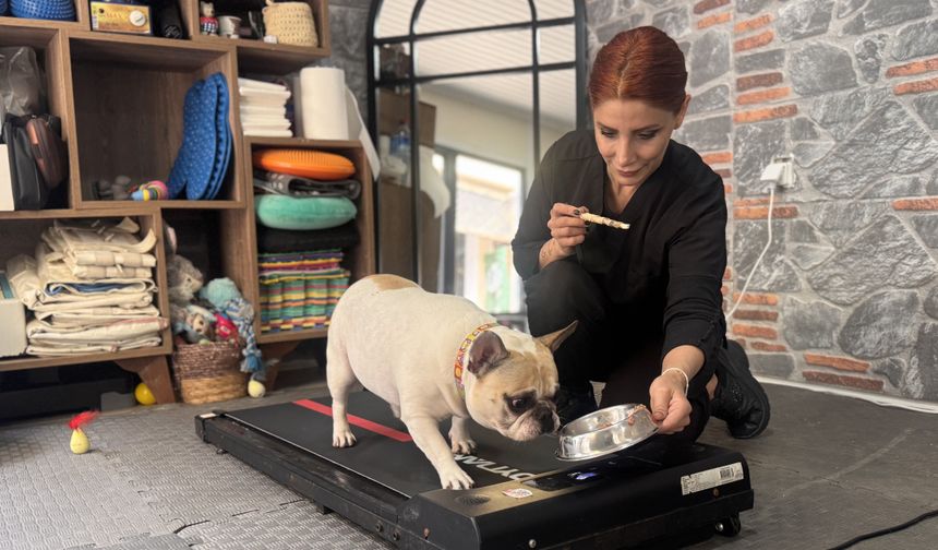 Obez köpek 'Ori' pilates yaparak zayıflıyor