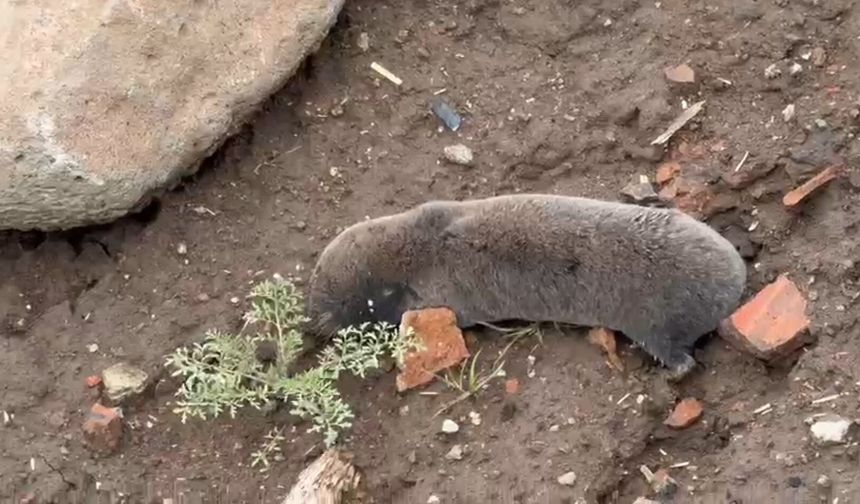 Sağanaklar sonrası kör fareler yer yüzüne çıktı