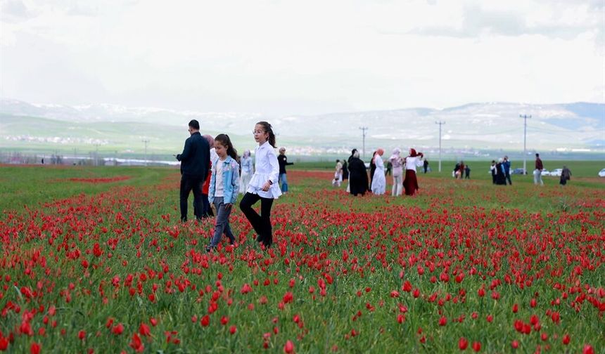 15 günlük görsel şölen: Doğa kırmızıya büründü