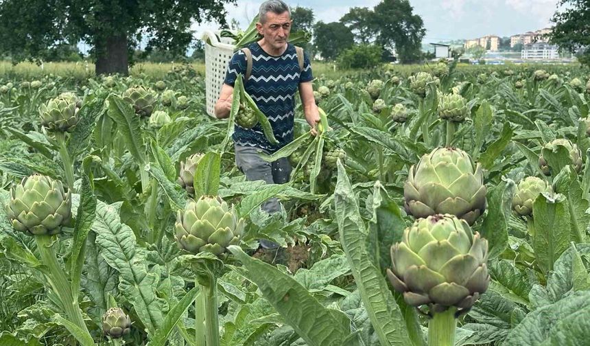 Hasanağa enginarında hasat sezonu başladı