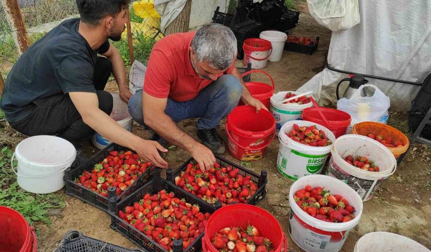 Çilekte kriz: Üretici destek bekliyor, ürünler elde kaldı