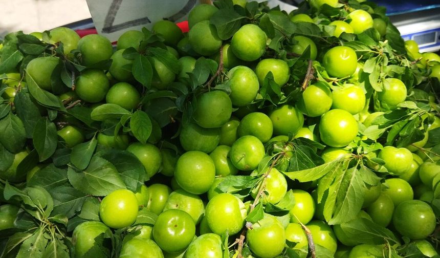 Mersin'de can eriği altın çağını yaşıyor