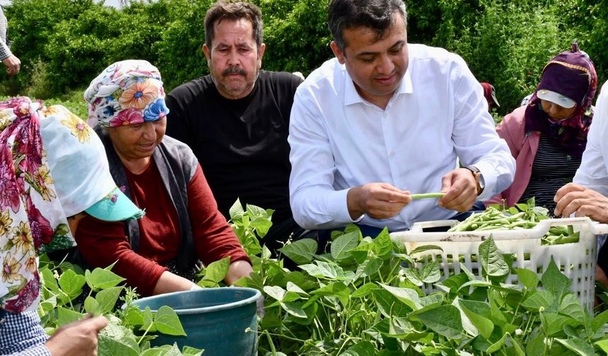 Bin dönüm arazide fasulye hasadı başladı