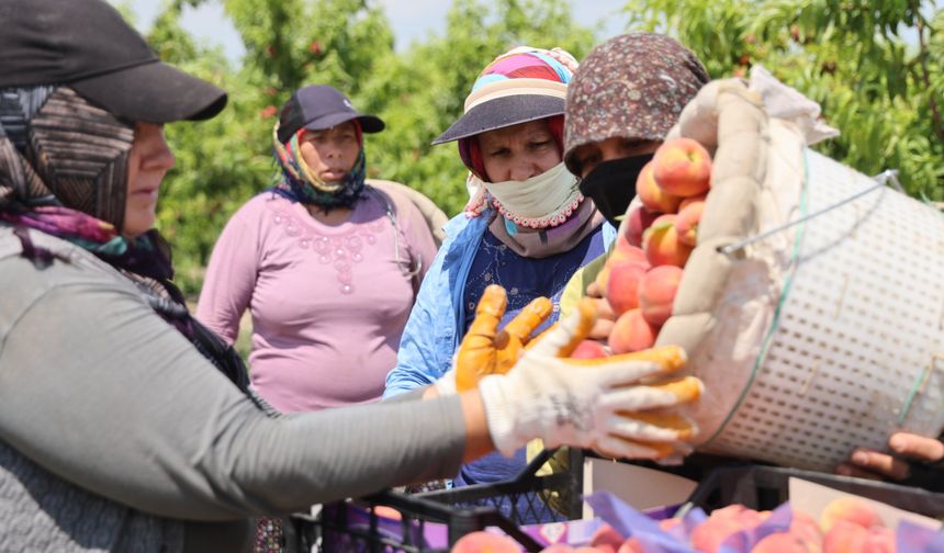 Erkenci şeftalide hasat sezonu açıldı